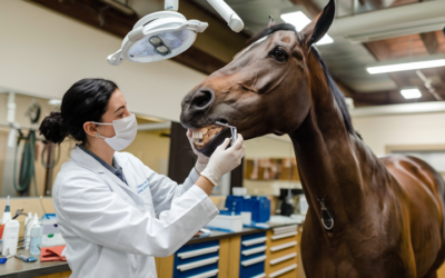 Zonder klanten geen ondernemer